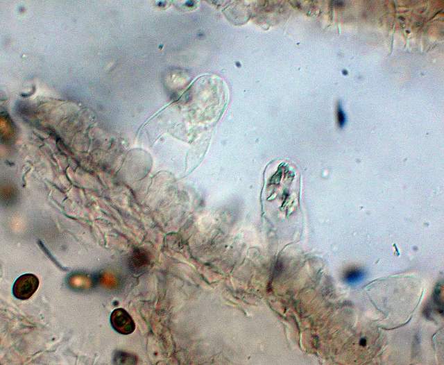 Psathyrella hirtosquamulosa   (Peck)   A. H. Smith